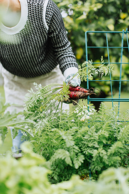 Deciding Where to Place Your Garden For Success